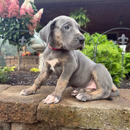 Tansy - Blue female Great Dane puppy in Corsica, Pennsylvania from Ferguson Family Danes LLC