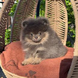 Candy - Blue female Pomeranian puppy in Stockton, California from lunas_poms