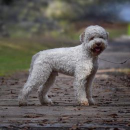 Nash - Lagotto Romagnolo