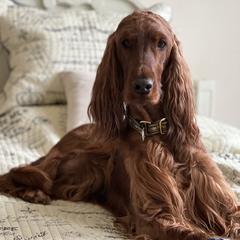 Harper - Irish Setter