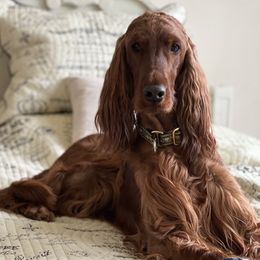 Harper - Irish Setter