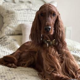 Harper - Irish Setter
