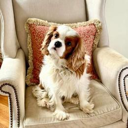 Bones - Cavalier King Charles Spaniel