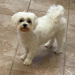 Ke Ke - Maltese