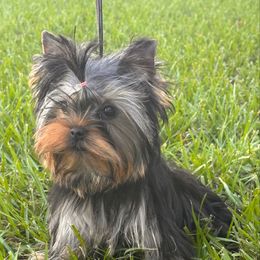 Bubbles - Blue and gold female Yorkshire Terrier puppy in Lake Mary, Florida from Cannon Yorkies