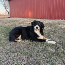 Josie - Australian Shepherd