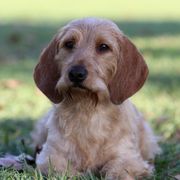 Emma - Basset Fauve de Bretagne