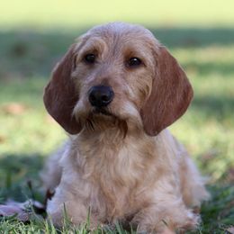 Emma - Basset Fauve de Bretagne