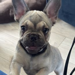 Givenchy - Fawn male French Bulldog puppy in Newport News, Virginia from Emotional Support Babies