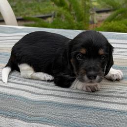 Boy 4 - Piebald male Dachshund puppy in Jacksonville, Florida from Little Lords & Ladies Dachshunds