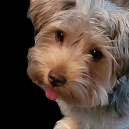 Yorkshire Terriers from Yvonnes Yorkies