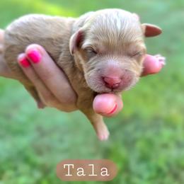 Tala - female Cavapoochon puppy in Bullard, Texas from Cavapoochon Central LLC