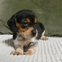 Cash - Blue tan and white male Beagle puppy in Bunch, Oklahoma from Julie’s Jewels Puppies