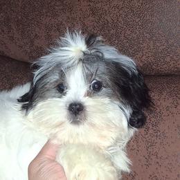 Daisy - Black and white female Shih Tzu puppy in Birmingham, Alabama from K&D kennels