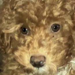 Bernedoodles, Cockapoos, and Goldendoodles from Tera Caldwell
