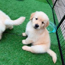Golden Retriever Puppies from Skyland Golden Retrievers