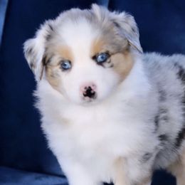 Boy 2 - Miniature Australian Shepherd puppy in Florida from J7 Miniature Australian Shepherds