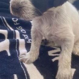 German Wirehaired Pointers and Golden Retrievers from Pegram Kennels