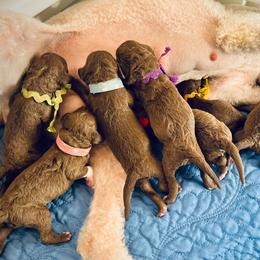 Light Blue Collar Boy - Liver male Bedlington Terrier puppy in Leesburg, Virginia from LAMZ Bedlington Terriers