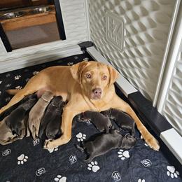 Girl 4 - Charcoal female Dilute Retriever puppy in Swanton, Ohio from SilverWater Labs