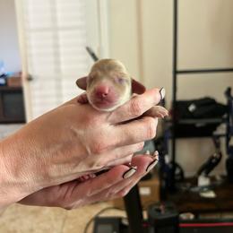 GIRL 1 - Cream female Dachshund puppy in Hutto, Texas from R.G. Dachshunds