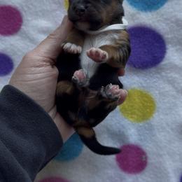 Cinnamon (white) - Black and tan male Yorkshire Terrier puppy in South Lake Tahoe, California from Sierra Nevada Yorkies