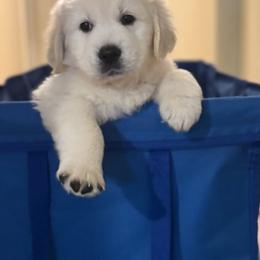 Dark Blue - Light golden male Golden Retriever puppy in Denison, Texas from Blair Family Goldens