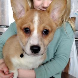 Triple Clear, Natural tail, OFA Parents, CKC - Red and white male American Corgi puppy in Harpursville, New York from Rex Farm Corgis