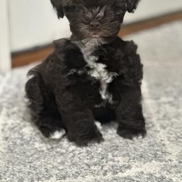 Miniature Schnauzer Puppies from Swedenburg Schnauzers