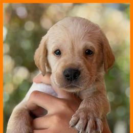 Orange - Yellow male Labrador Retriever puppy in Palm Beach County, Florida from Griffin Royal Labs