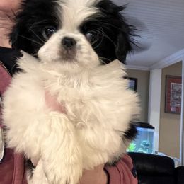 Japanese Chin Puppies from Cherishing Chins