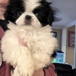 Japanese Chin Puppies from Cherishing Chins