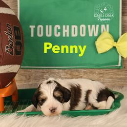 Penny - Brown and white female Bernedoodle puppy in Heyworth, Illinois from Cobble Creek Puppies