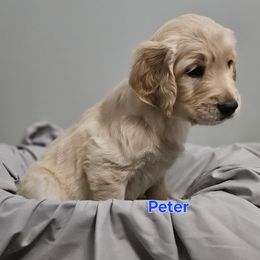 Peter - Light golden male Golden Retriever puppy in Post Falls, Idaho from Majestic Golden Retrievers