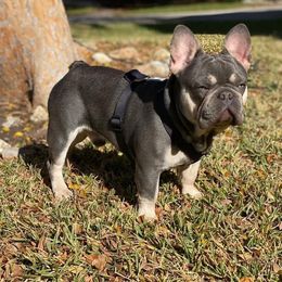 French Bulldog All Grown Up from Meraki Bulldogs