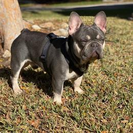 French Bulldog All Grown Up from Meraki Bulldogs