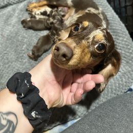 Cora - Dachshund