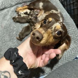 Cora - Dachshund