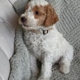 Francesca - Parti female Goldendoodle puppy in Barstow, California from Golden Desert Doodles