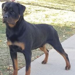 Chihuahua, Japanese Chin, and Rottweiler All Grown Up from SLR Diamond Show Dogs