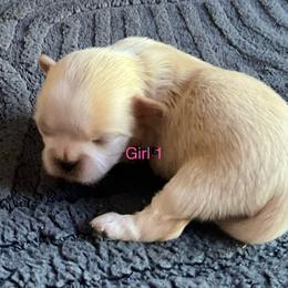 Girl 1 - Cream and white female Shih Tzu puppy in Monterey, Tennessee from Mountain Laurel Shihtzu