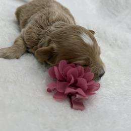 Juliet - Apricot female Maltipoo puppy in Turlock, California from 209PuppiesCaliforniaMaltipoo