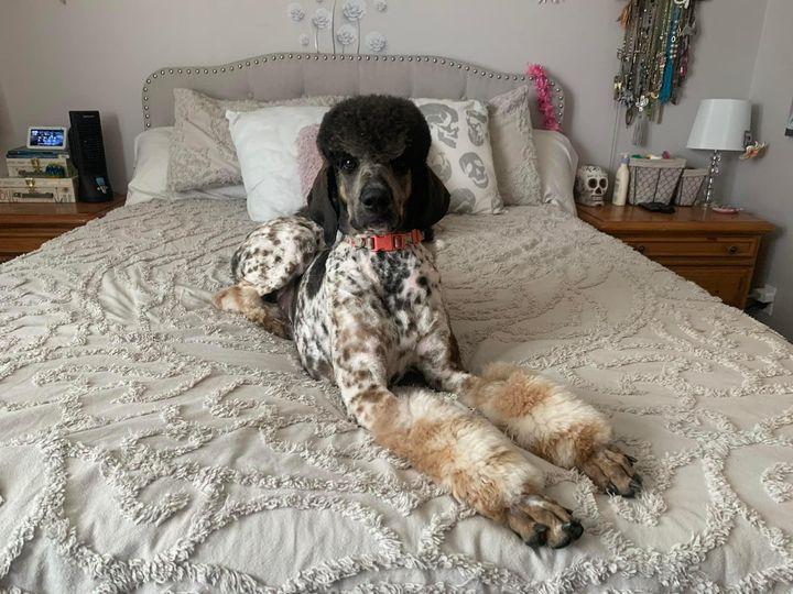 Darling Paws Bernedoodles, LLC in Colorado Bernedoodle puppies Good Dog