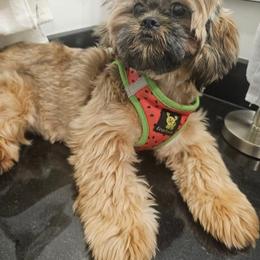 Ruth - Shih Tzu