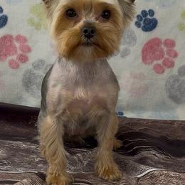 Petunia - Blue and gold female Yorkshire Terrier puppy in New Hampton, Iowa from JMAK Dreams