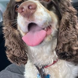 Cocker Spaniels from Sean's Cocker Spaniels