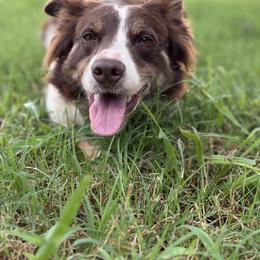 Border Collies from JM Cattle Co