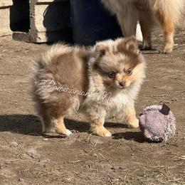 AKC Holly - Chocolate merle female Pomeranian puppy in Saint Ignatius, Montana from Pomeranians Montana
