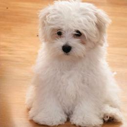 Kip - White male Coton de Tulear puppy in Glenview, Illinois from MySoulKick_Coton