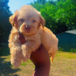 Boy3 - Cream male Yorkipoo puppy in Louisburg, North Carolina from Nell’s Adorable Yorkshire’s